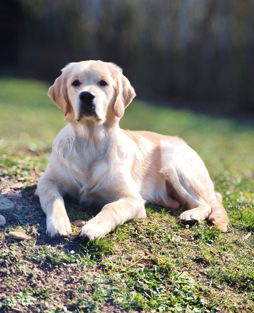 Vicomtesse bourgogne Des Sables D'Or D'Avalonne