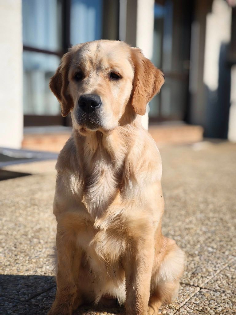 Vigne grand cru Des Sables D'Or D'Avalonne