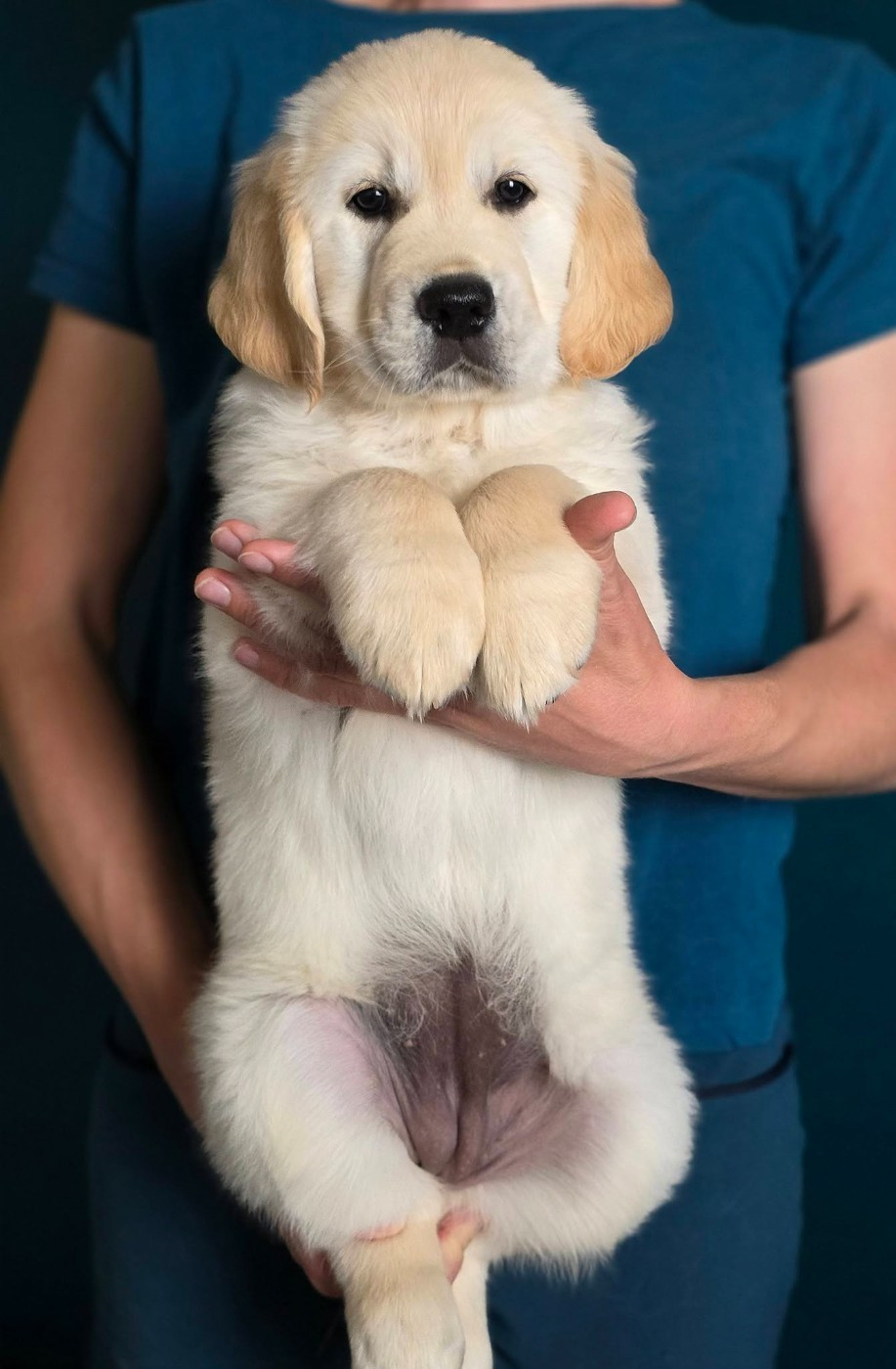 Nos bébés vont bientôt rejoindre leur famille !