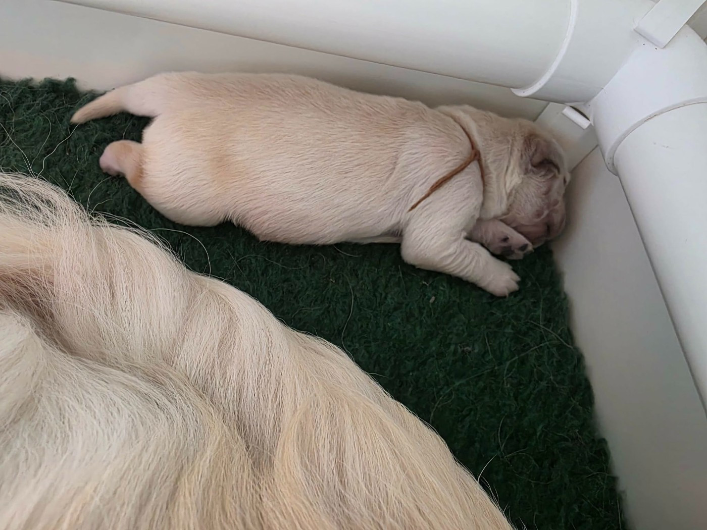 Des Sables D'Or D'Avalonne - Chiots disponibles - Golden Retriever