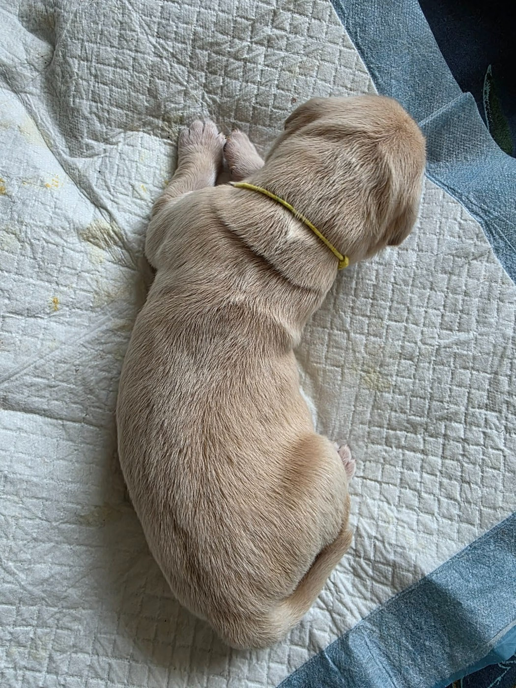 Des Sables D'Or D'Avalonne - Chiots disponibles - Golden Retriever