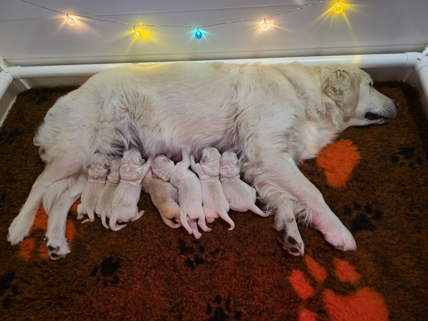 Chiot Golden Retriever Des Sables D'Or D'Avalonne