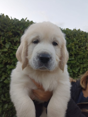 CHIOT