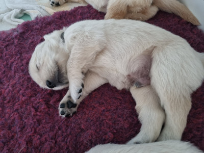CHIOT