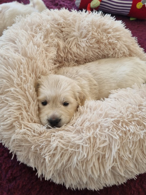 CHIOT