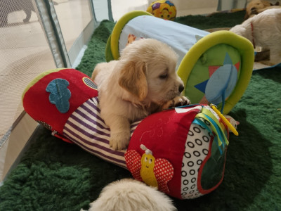 CHIOT