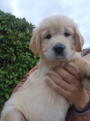 CHIOT