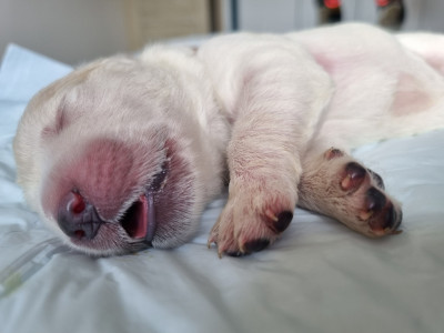 CHIOT