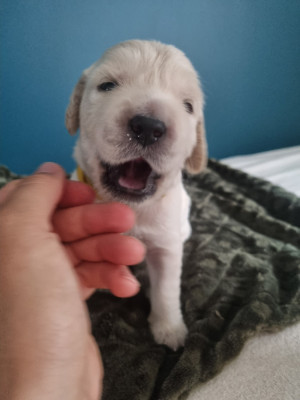 CHIOT