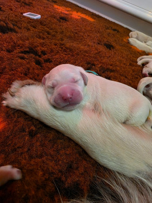 CHIOT 1