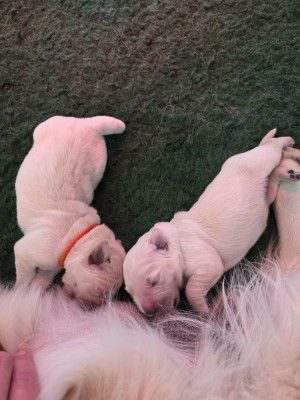 CHIOT 2