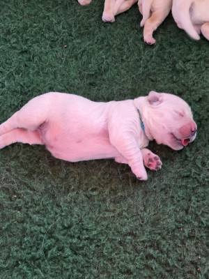 CHIOT 4