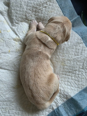 CHIOT 5