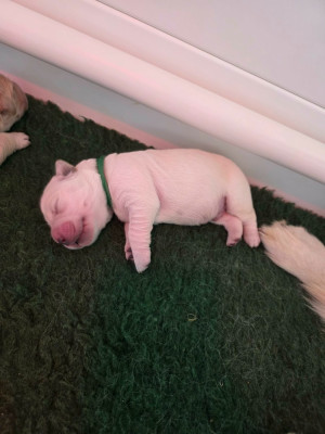 CHIOT 6