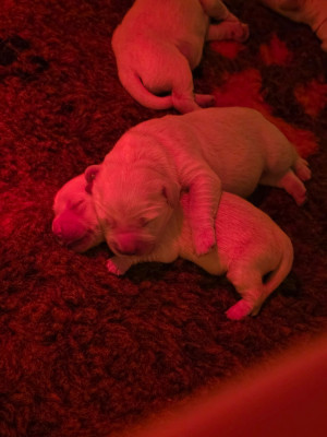 CHIOT 7